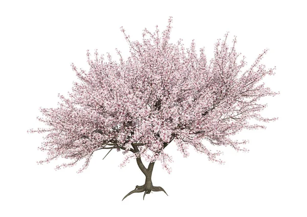 3D-rendering Pink Blooming Sakura Tree på vit — Stockfoto