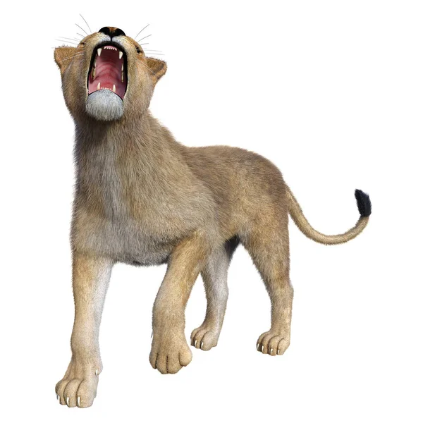 3D rendering θηλυκό λιοντάρι σε λευκό — Φωτογραφία Αρχείου
