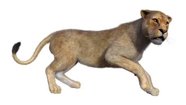3D-рендеринг женской львицы на белом — стоковое фото