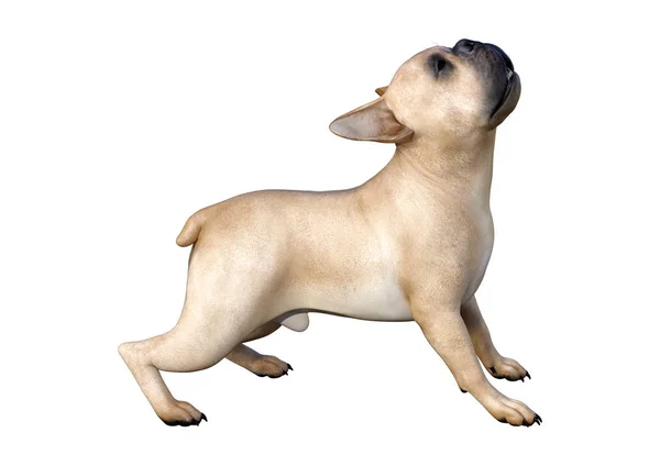 3D renderização Bulldog francês em branco — Fotografia de Stock