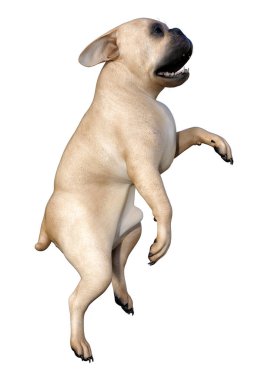 Beyaz üzerinde 3D render Fransız Bulldog