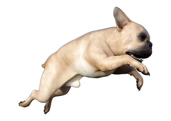3D Rendering Französische Bulldogge auf Weiß — Stockfoto