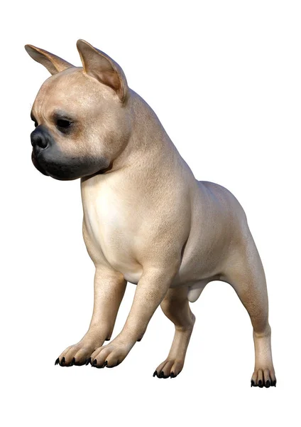 Representación 3D Bulldog francés en blanco —  Fotos de Stock