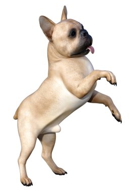 Beyaz üzerinde 3D render Fransız Bulldog