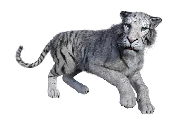 3D Rendering weißer Tiger auf weiss — Stockfoto