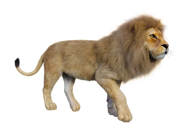 3D Rendering männlicher Löwe auf weiß — Stockfoto