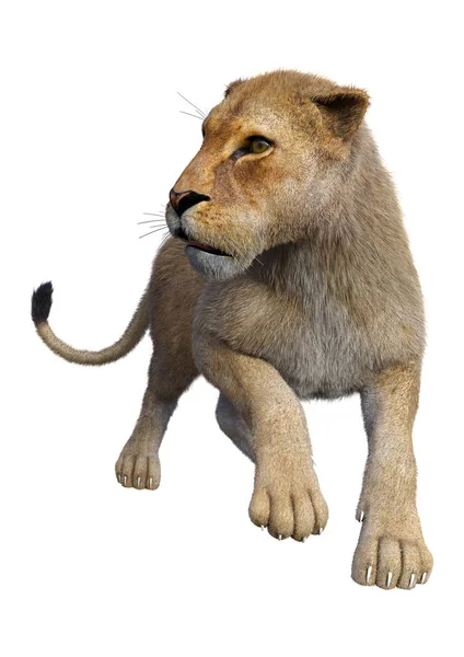 Representación 3D león femenino en blanco —  Fotos de Stock