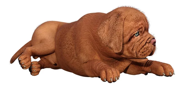 3D rendering puppy op wit — Stockfoto