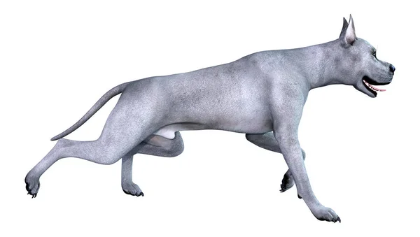 3D Rendering Blue Grat Dane cane su bianco — Foto Stock
