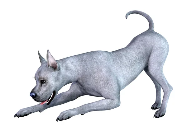 3D Render Blue Grat perro danés en blanco — Foto de Stock