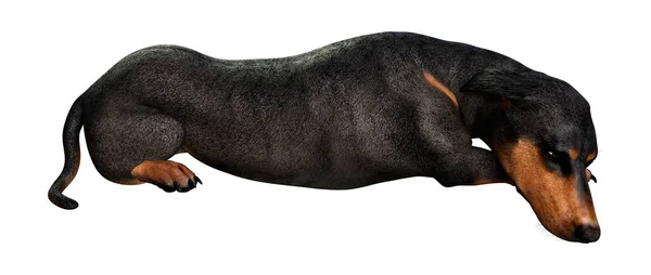 3D rendering Dachshound op wit — Stockfoto