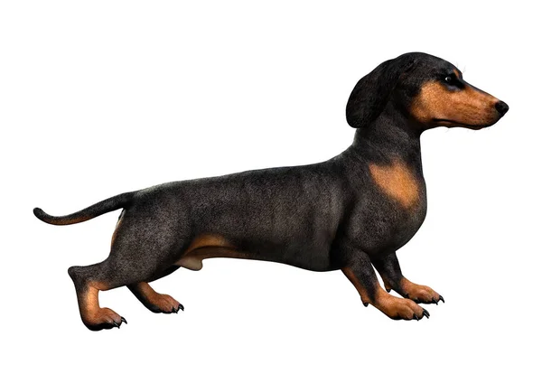 3d 渲染 Dachshound 在白色 — 图库照片