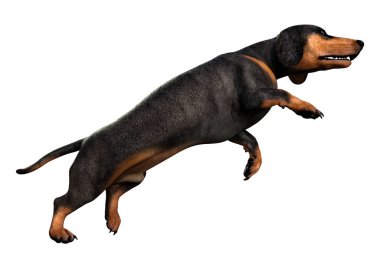 Beyaz 3d Rendering Dachshound