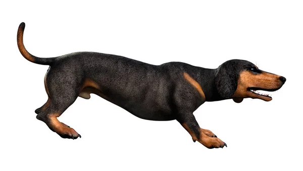 3D Rendering Dachshound on White — Stock Photo, Image