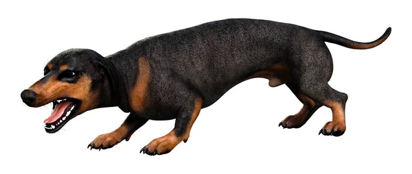 3D rendering Dachshound op wit — Stockfoto