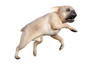 Beyaz üzerinde 3D render Fransız Bulldog
