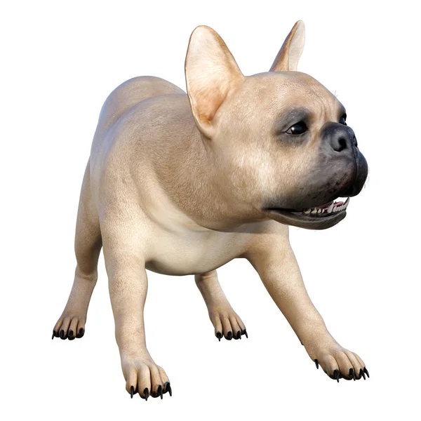 3D-rendering Franse Bulldog op wit — Stockfoto