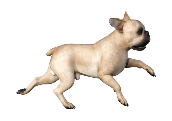 Beyaz üzerinde 3D render Fransız Bulldog — Stok fotoğraf