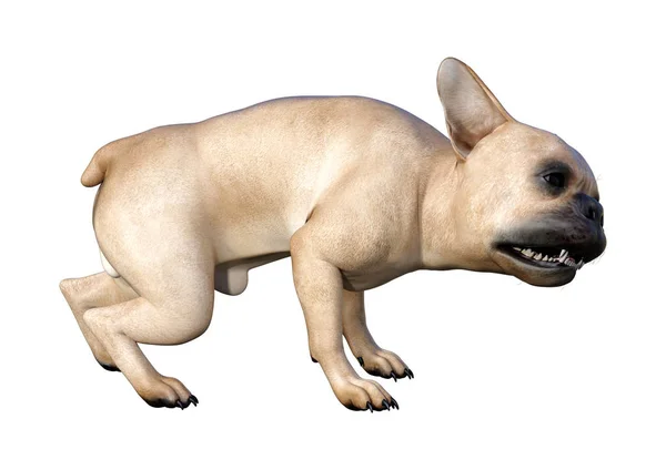 Beyaz üzerinde 3D render Fransız Bulldog — Stok fotoğraf