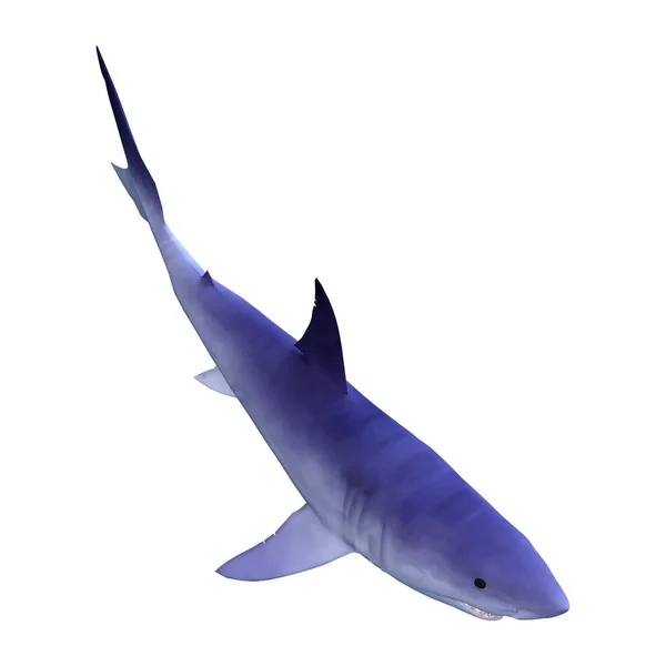 Requin rendu 3D sur blanc — Photo