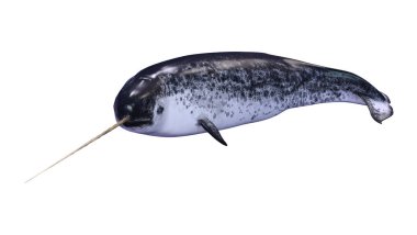 Beyaz üzerinde 3D Rendering erkek Narwhal