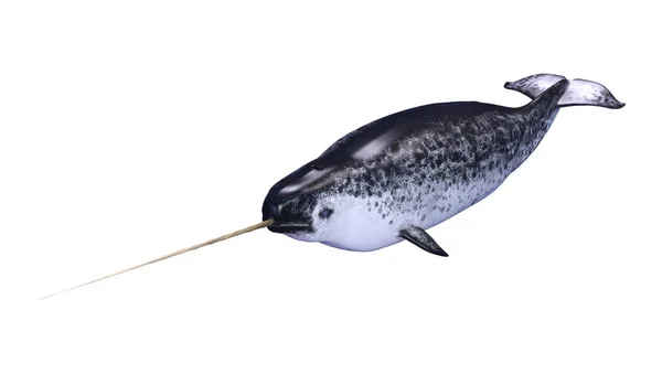 3D Rendering Male Narwhal on White — Stock Photo, Image