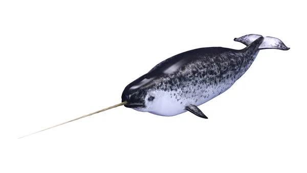 3D renderização masculino Narwhal em branco — Fotografia de Stock