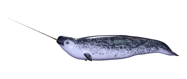 3D απόδοση αρσενικό Narwhal σε λευκό — Φωτογραφία Αρχείου