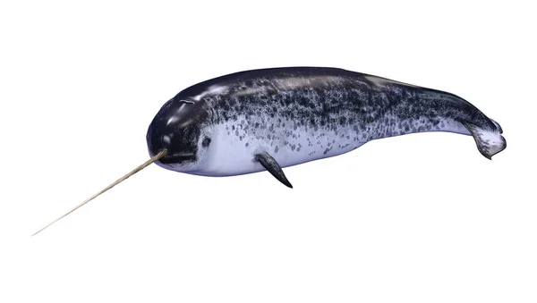 3D renderização masculino Narwhal em branco — Fotografia de Stock