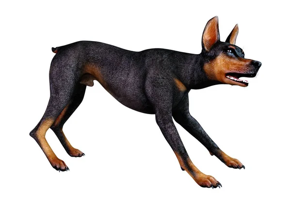 Doberman rendu 3D chien sur blanc — Photo