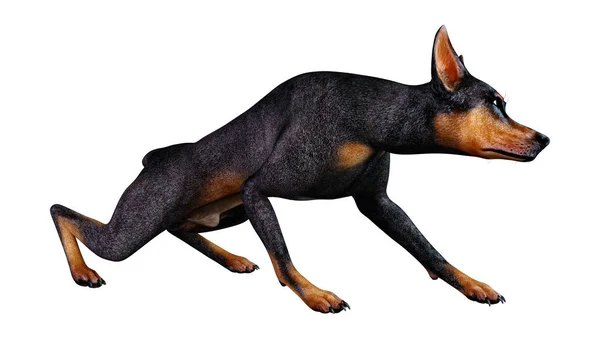 3D Rendering Dobermann Hund auf Weiß — Stockfoto