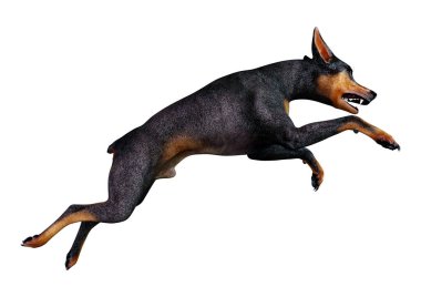 3D render Doberman köpek beyaz