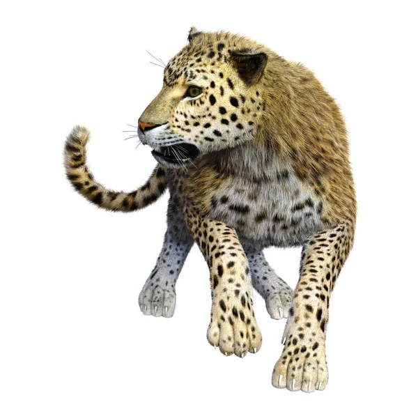 3D rendering nagymacska Leopard fehér — Stock Fotó