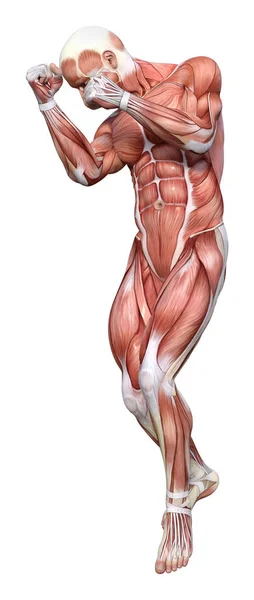 3D-Darstellung männlicher Anatomie-Figur auf Weiß — Stockfoto