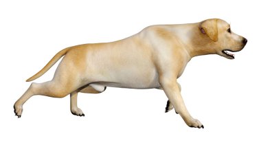 3D render Labrador köpeği beyaz