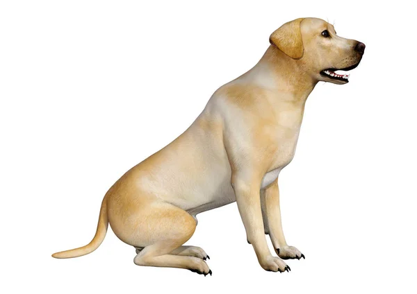 3D рендеринг лабрадорської собаки на білому — стокове фото