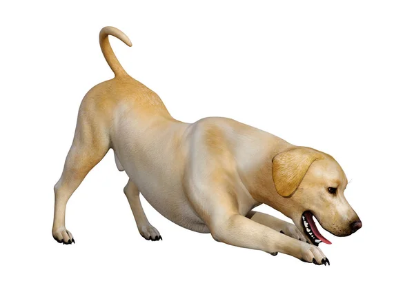 3D rendering Labrador hond op wit — Stockfoto