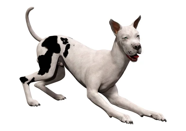 3D rendering grat Dane hond op wit — Stockfoto