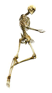 Beyaz üzerine 3D render insan iskeleti