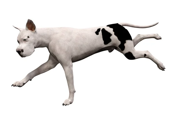 3D rendering grat Duńczyk pies na białym — Zdjęcie stockowe