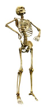 Beyaz üzerine 3D render insan iskeleti