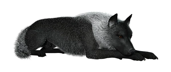 Rendu 3D Loup Noir sur Blanc — Photo