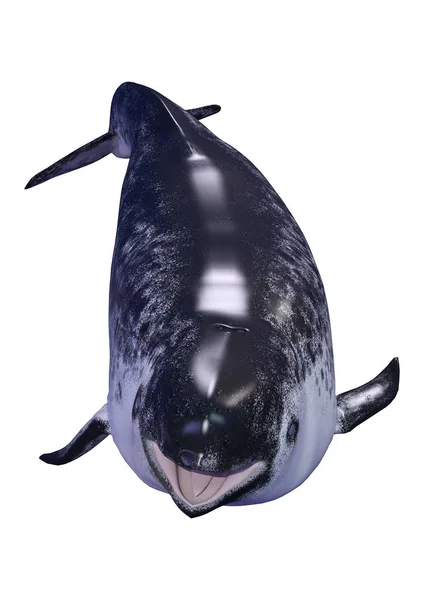 3D Rendering weiblicher Narwal auf Weiß — Stockfoto