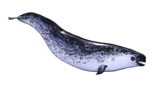 3D απόδοση θηλυκό Narwhal σε λευκό — Φωτογραφία Αρχείου