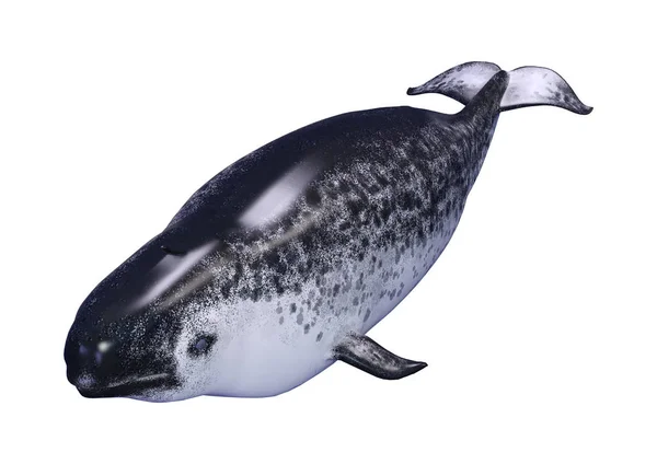 3D απόδοση θηλυκό Narwhal σε λευκό — Φωτογραφία Αρχείου