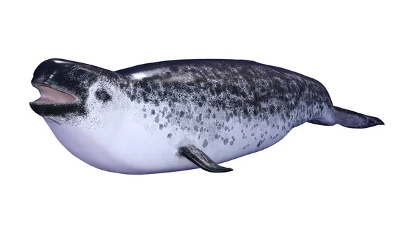 3D-rendering kvinnlig Narwhal på vit — Stockfoto