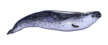 3d Rendering Kadın Narwhal Beyaz
