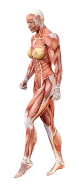 3D render kadın anatomi şekil üzerinde beyaz