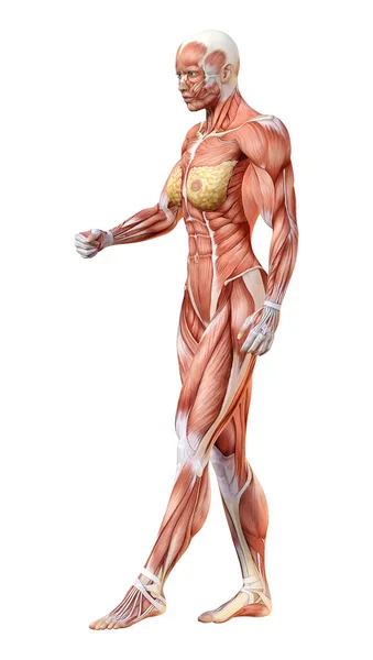 3D-Darstellung weiblicher Anatomie-Figur auf Weiß — Stockfoto