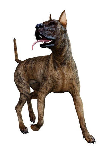 3D rendering brindle gratis Dane Dog op wit — Stockfoto